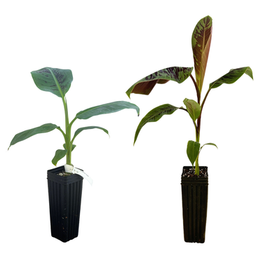 Dwarf Cavendish Banana & Zebrina Banana Value Pack