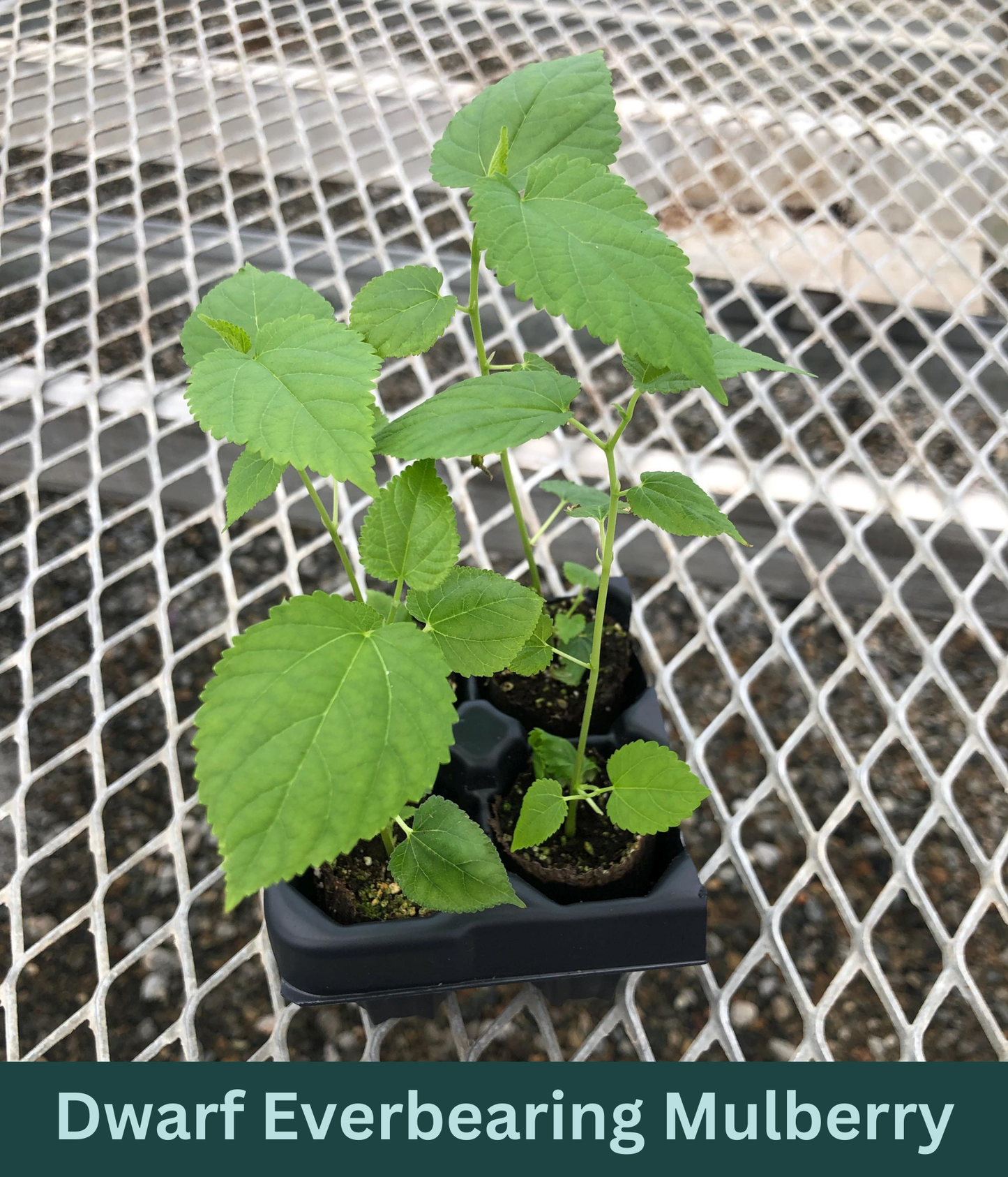A 4 pack of Dwarf Everbearing Mulberry pictured from the side. The plants' heights vary slightly, but all have new growth and bright green leaves.
