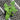 A 4 pack of Dwarf Everbearing Mulberry pictured from above. The plants have new growth, and bright green leaves.