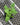 A 4 pack of Dwarf Everbearing Mulberry pictured from above. The plants have new growth, and bright green leaves.