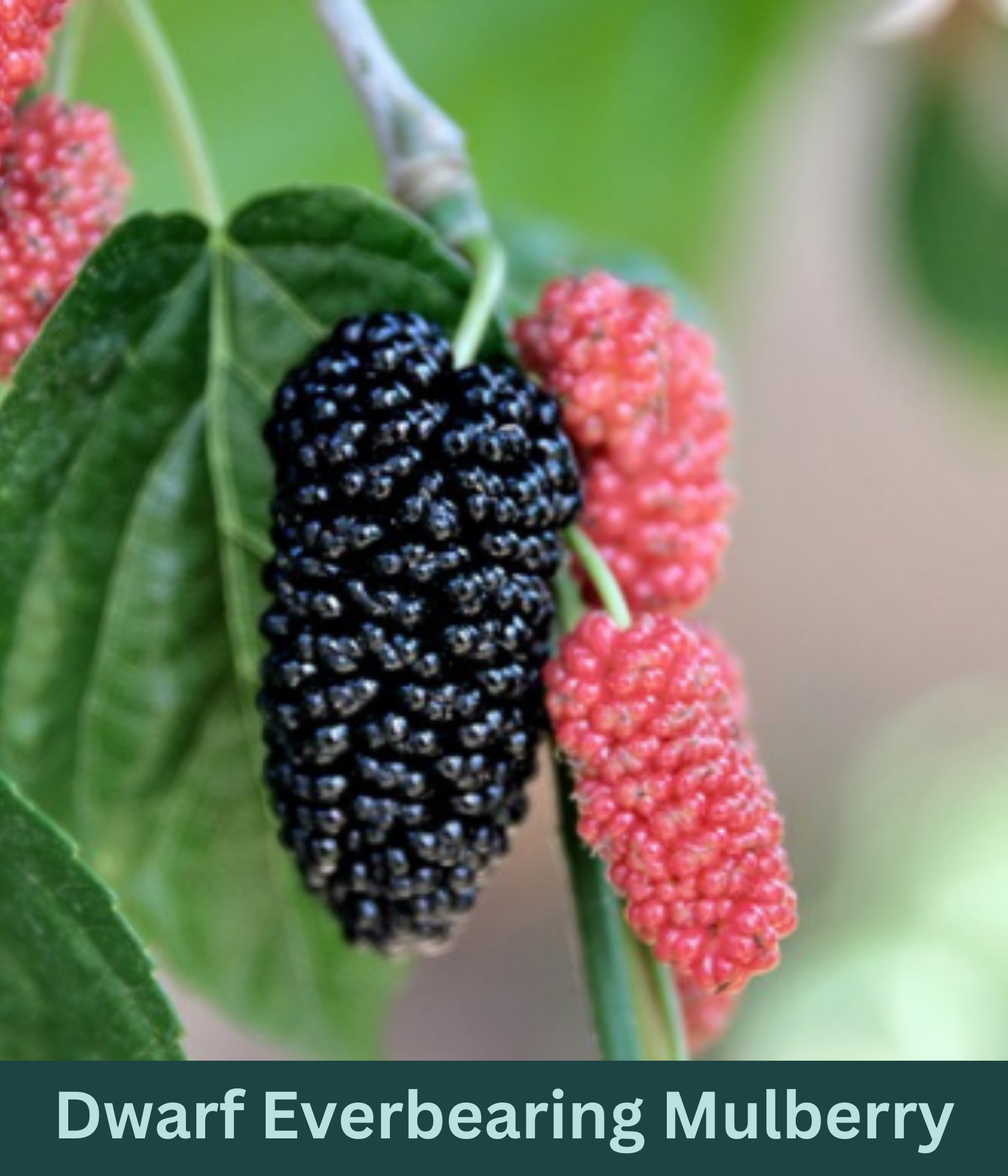 A picture of a ripe mulberry on a Dwarf Everbearing Mulberry tree. The mature mulberry is a dark purple to black color, and is pictured next to younger red mulberries.
