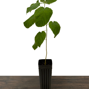 Dwarf Everbearing Mulberry