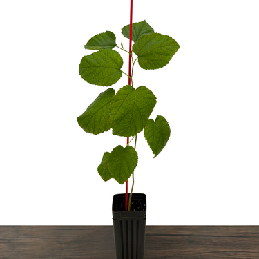 Dwarf Everbearing Mulberry