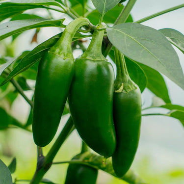 Jalapeño Pepper