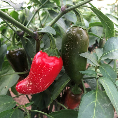 Jalapeño Pepper