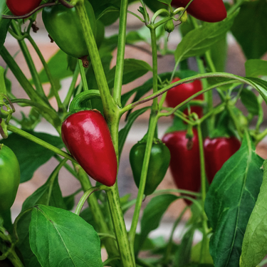 Jalapeño Pepper