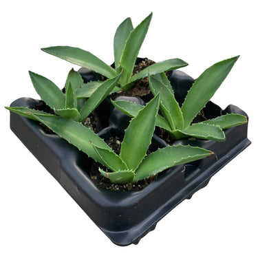 Emerald Giants Agave