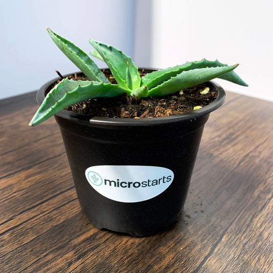 Emerald Giants Agave