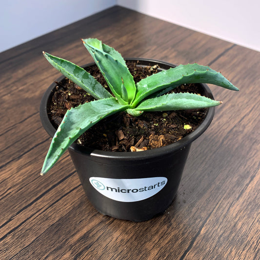 Emerald Giants Agave