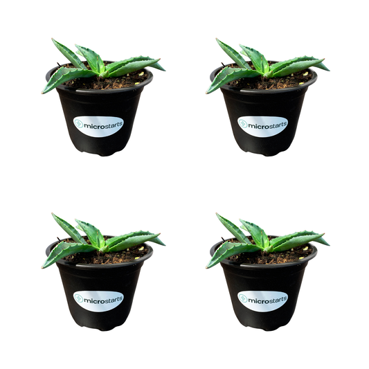 Emerald Giants Agave