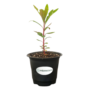 Euphorbia Tiny Tim