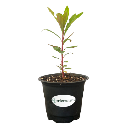Euphorbia Tiny Tim