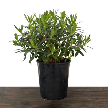 Euphorbia Tiny Tim