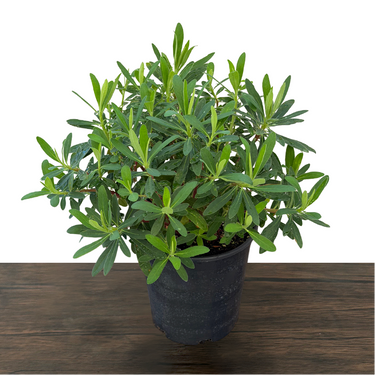 Euphorbia Tiny Tim