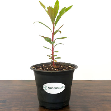 Euphorbia Tiny Tim