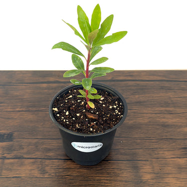 Euphorbia Tiny Tim