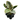 Tineke Rubber Plant