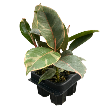 Tineke Rubber Plant