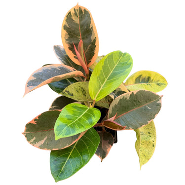Ficus Variety Pack