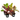 Ficus Variety Pack