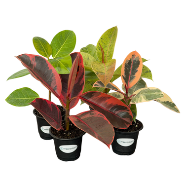 Ficus Variety Pack