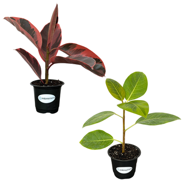 Red Ruby Rubber Tree & Variegated Council Tree Value Pack