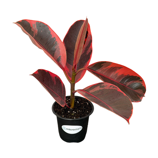 Red Ruby Rubber Plant