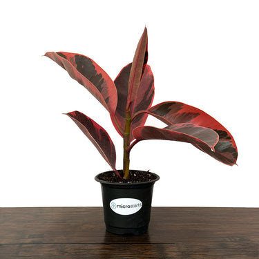 Red Ruby Rubber Plant