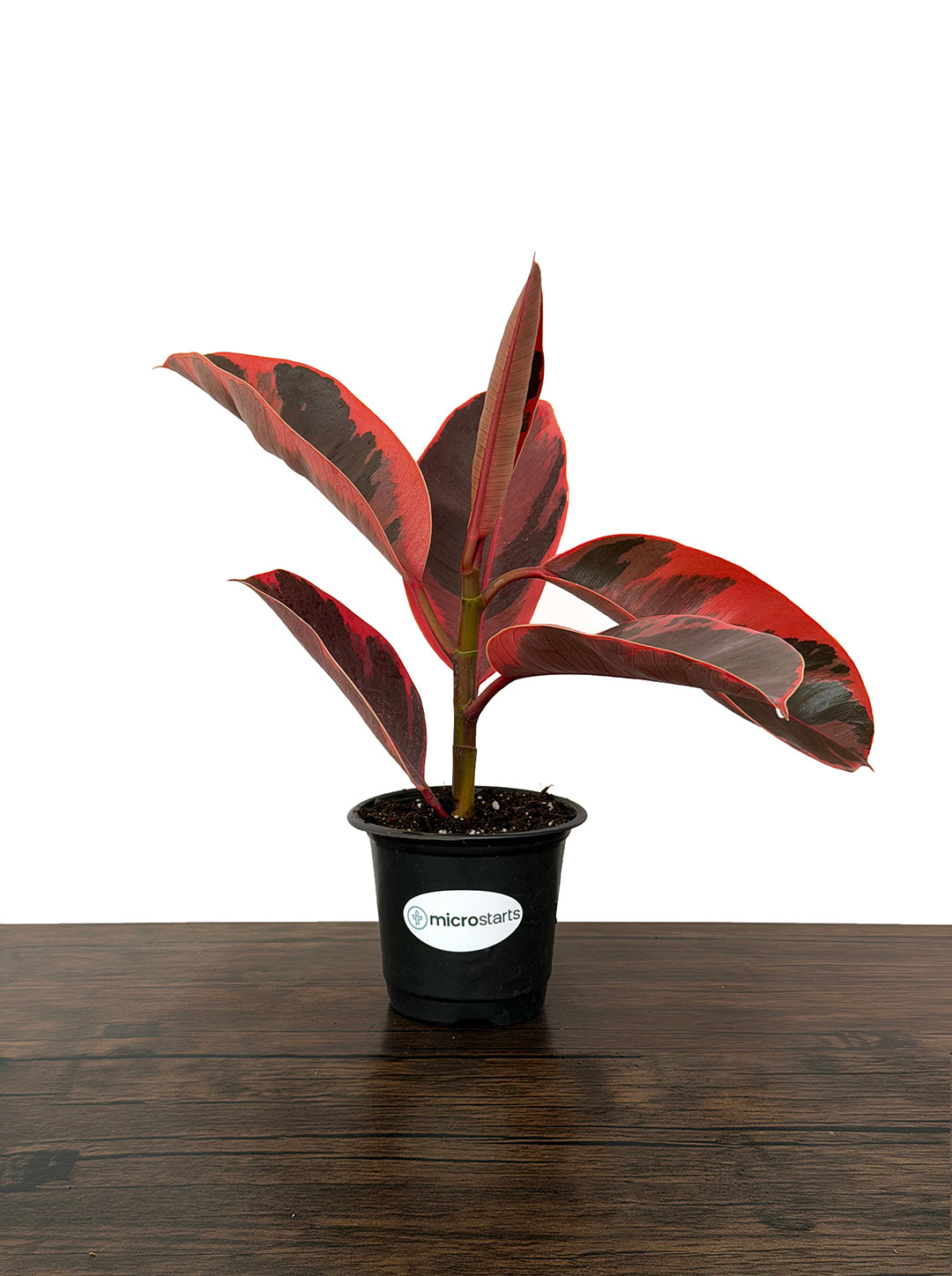 Red Ruby Rubber Plant