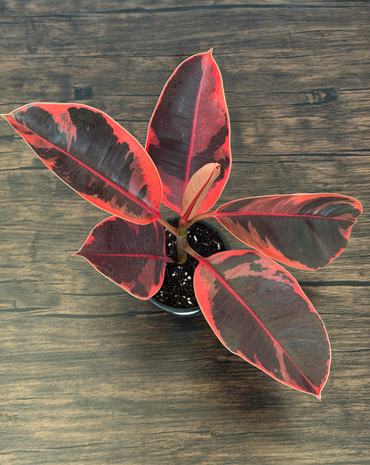 Red Ruby Rubber Plant