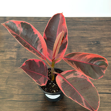 Red Ruby Rubber Tree & Variegated Council Tree Value Pack