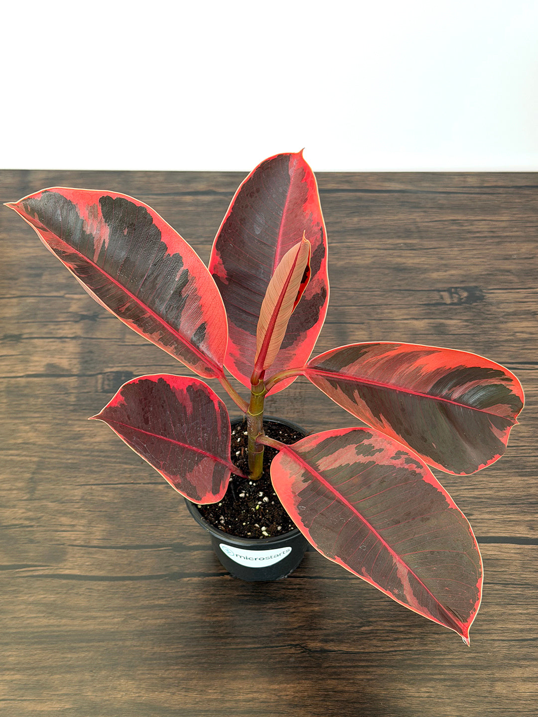 Red Ruby Rubber Plant