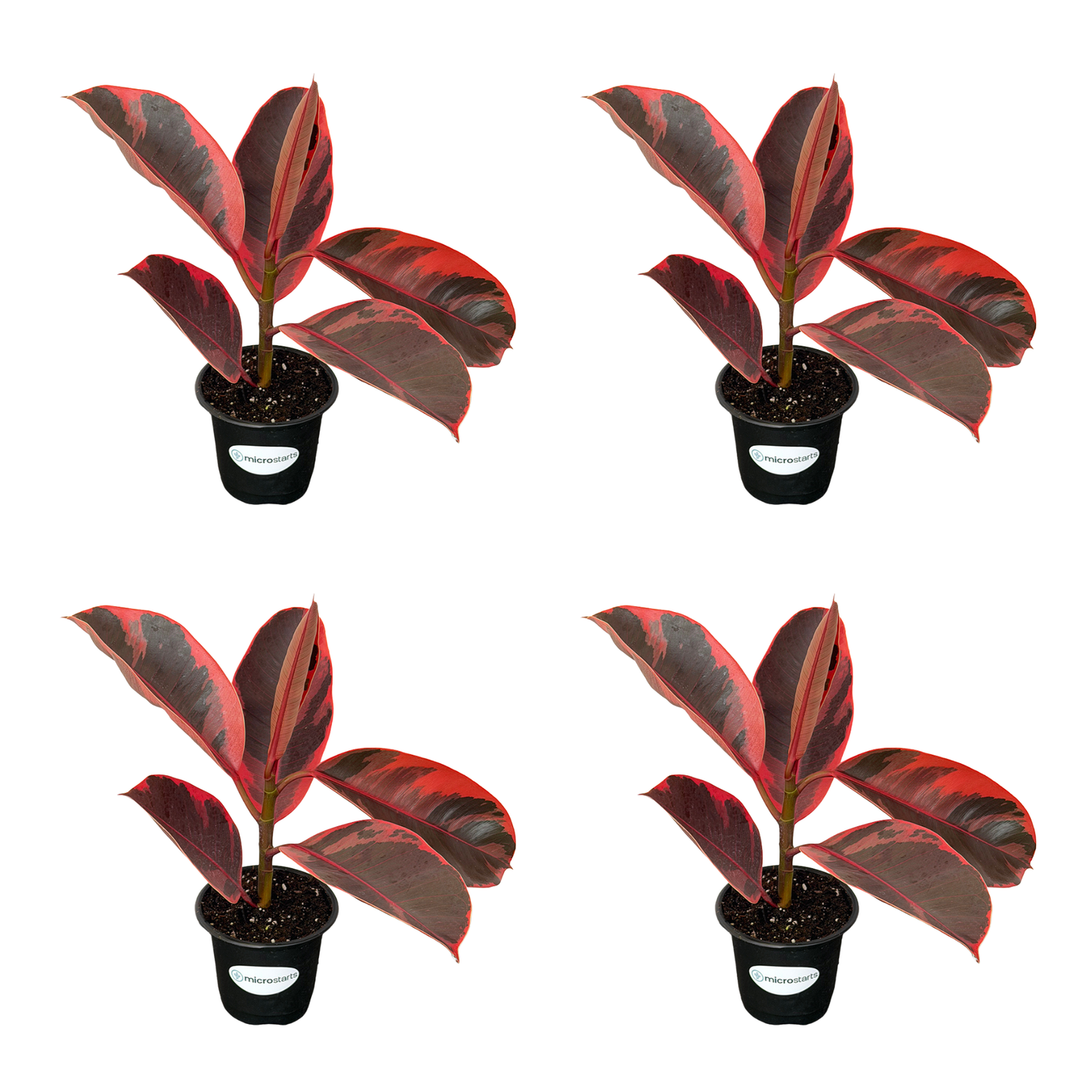 Red Ruby Rubber Plant