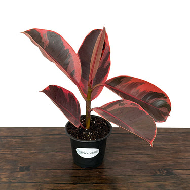 Red Ruby Rubber Plant