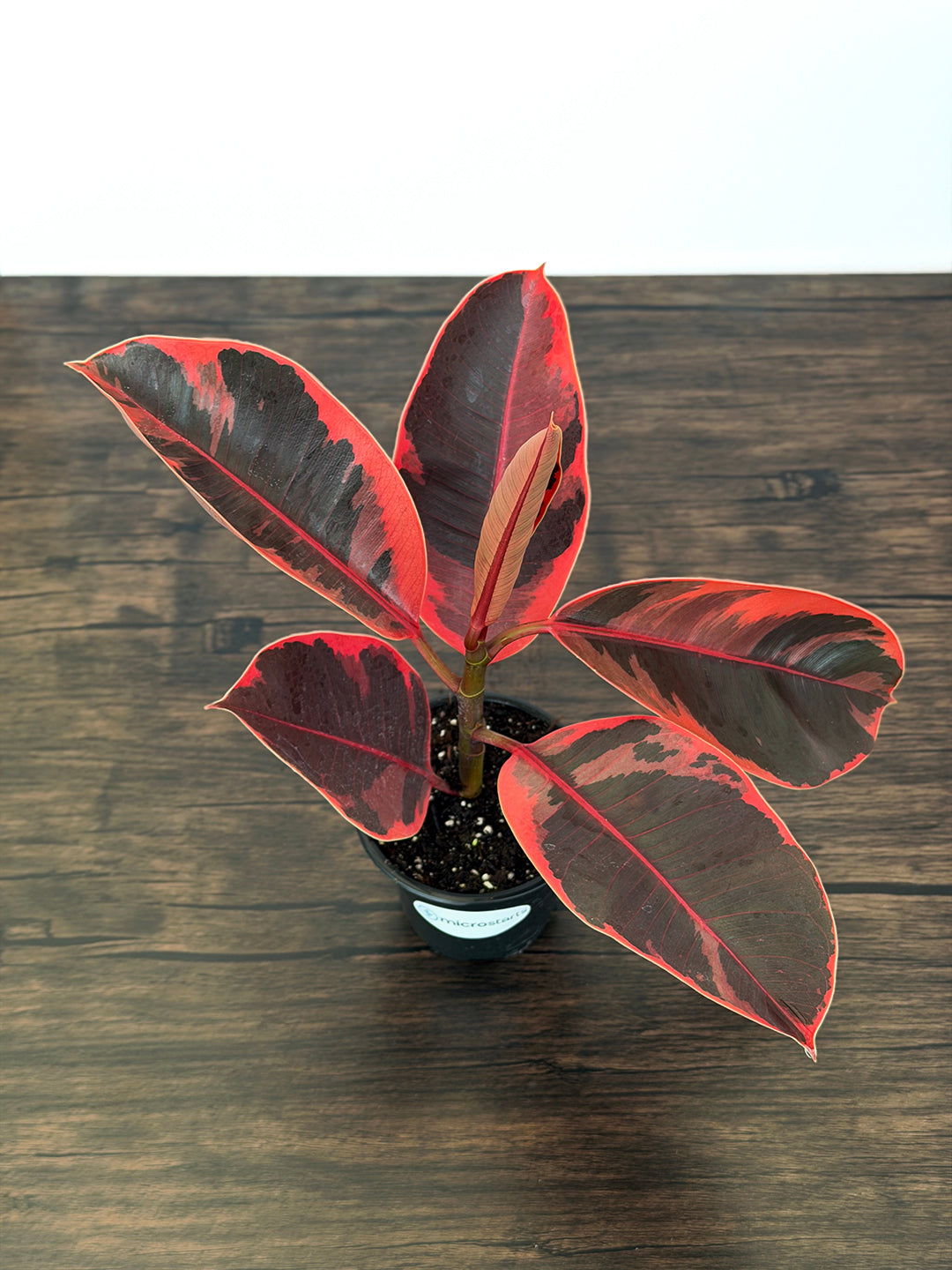 Red Ruby Rubber Plant