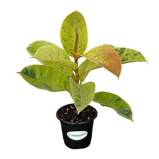 Shivereana Moonshine Rubber Plant