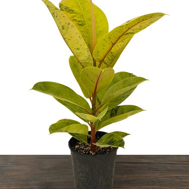 Shivereana Moonshine Rubber Plant