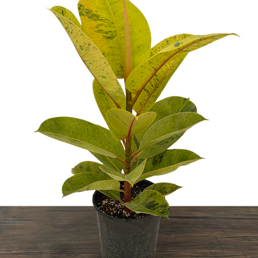 Shivereana Moonshine Rubber Plant