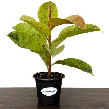 Shivereana Moonshine Rubber Plant