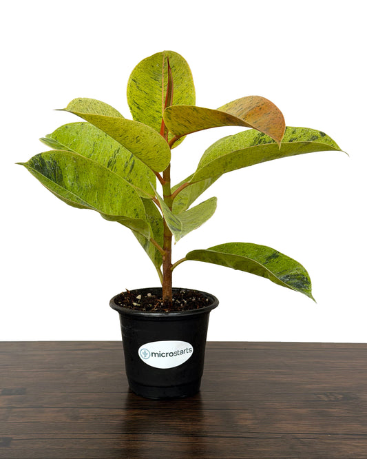 Shivereana Moonshine Rubber Plant