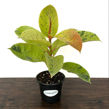 Shivereana Moonshine Rubber Plant