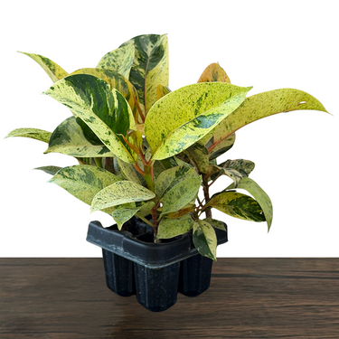 Shivereana Moonshine Rubber Plant