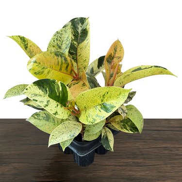Shivereana Moonshine Rubber Plant