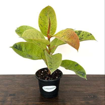 Ficus Variety Pack