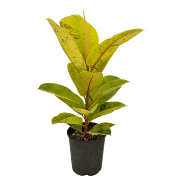 Shivereana Moonshine Rubber Plant