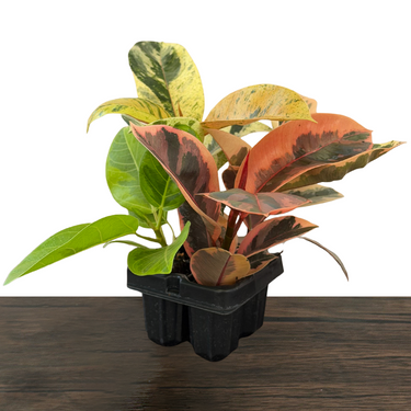 Ficus Variety Pack