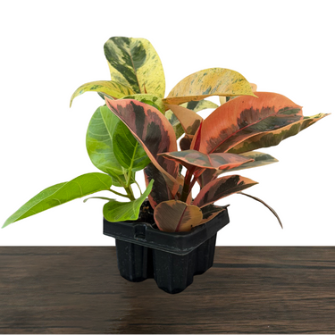 Ficus Variety Pack