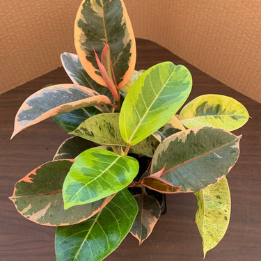 A view of the top of a ficus variety 4 pack, which includes 1 each of Ficus altissima and Ficus elastica 'Ruby', 'Shivereana', and 'Tineke'. The four ficus show off four different sets of multicolor leaves, bringing colors of red, pink, yellow, and green.