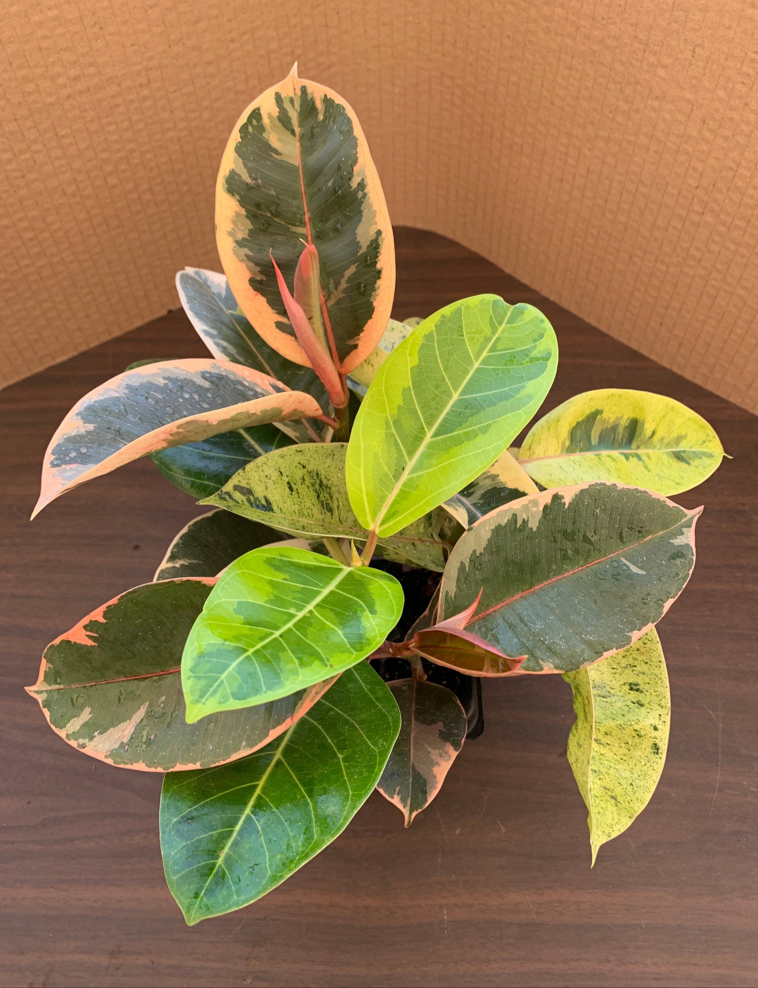 A view of the top of a ficus variety 4 pack, which includes 1 each of Ficus altissima and Ficus elastica 'Ruby', 'Shivereana', and 'Tineke'. The four ficus show off four different sets of multicolor leaves, bringing colors of red, pink, yellow, and green.