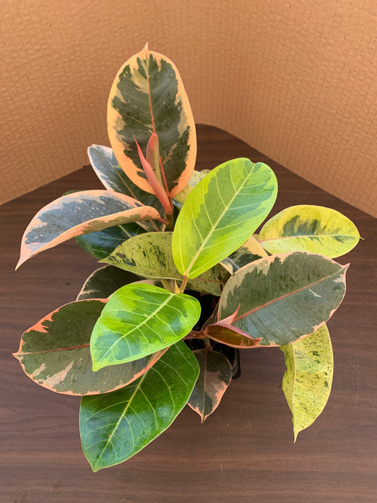 A view of the top of a ficus variety 4 pack, which includes 1 each of Ficus altissima and Ficus elastica 'Ruby', 'Shivereana', and 'Tineke'. The four ficus show off four different sets of multicolor leaves, bringing colors of red, pink, yellow, and green.